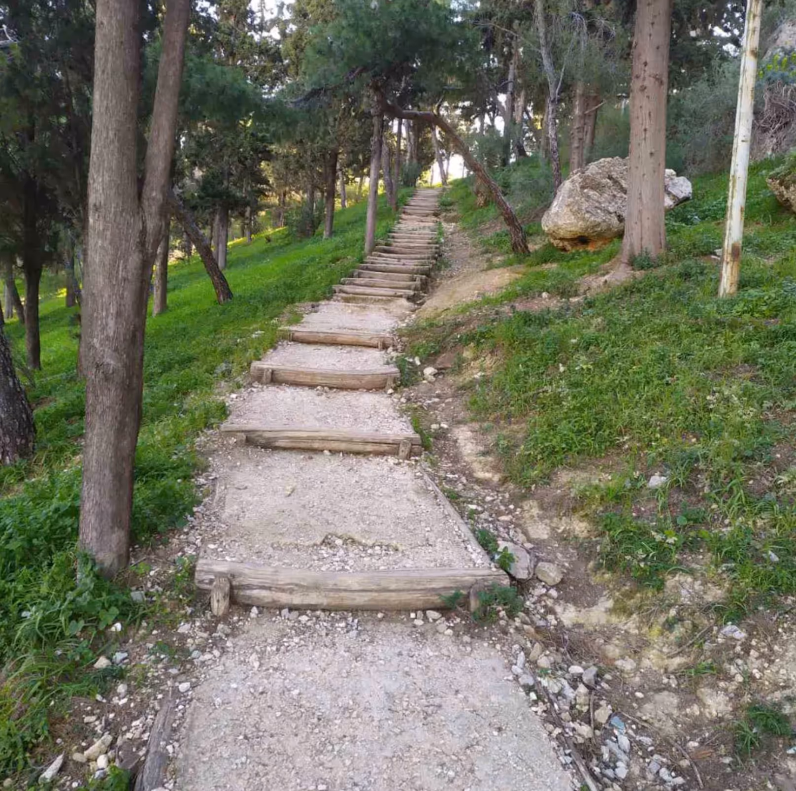 Wooden and gravel steps climbing through the pine forest on the shaded Philopappos Hill walking trail in Athens
